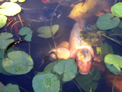 Koi Close-up